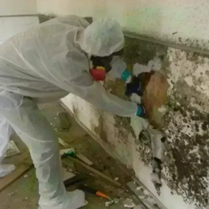 Mold Remediation and Removal in Converse, TX